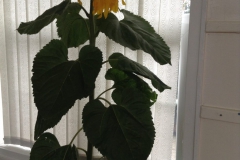 Sunflowers 2022-23