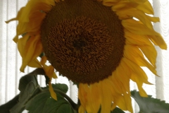 IMG_8269-1530x2048
